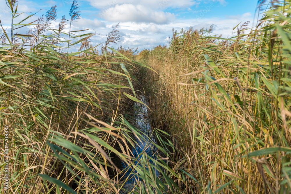 Fototapeta premium Irrigation ditch in a natural reserve of a marshland in the south of the island of Fehmarn The rivulet named Burggraben is located in the back of the south beach near the village Burgrtief