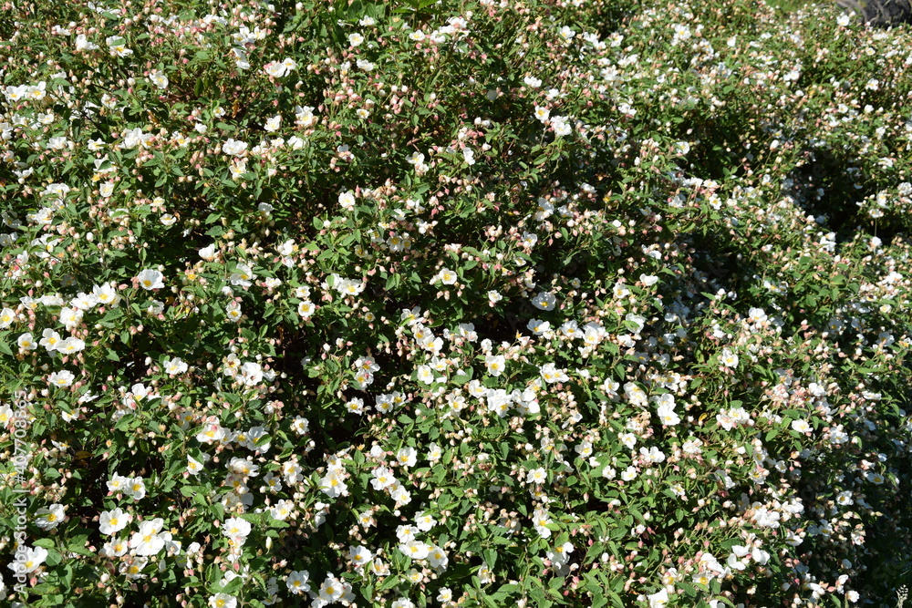 flowers in the garden