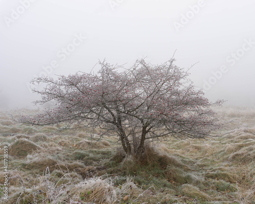 Fototapeta Naklejka Na Ścianę i Meble -  Zmarznięte drzewo w mglistej scenerii