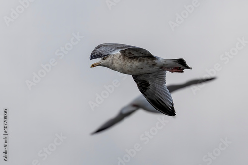 Seagull in flight. Natural scene from lake Michigan.