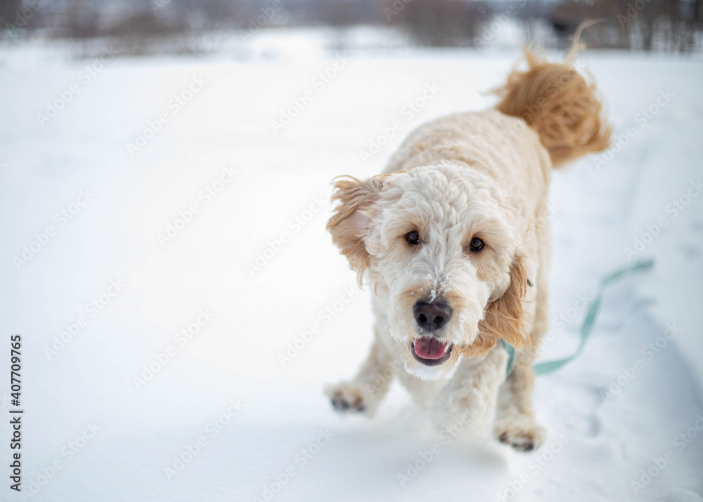 golden doodle in snow