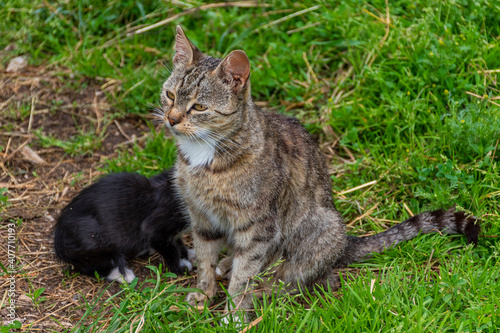 Wallpaper Mural cat in grass Torontodigital.ca