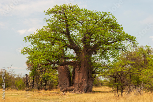 baobab tree