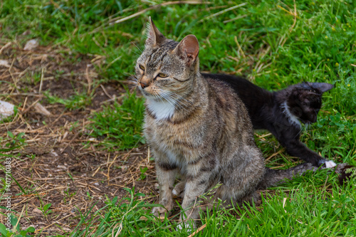 cat in the grass