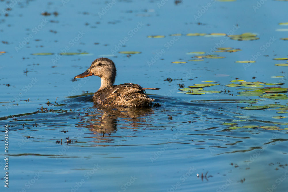 Anas platyrhynchos - Rata mare - Mallard Anas platyrhynchos - Rata mare - Mallard