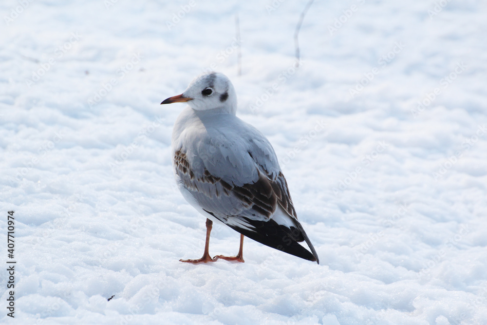 Obraz premium white tern standing in the snow