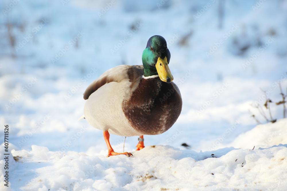 walking duck in the snow