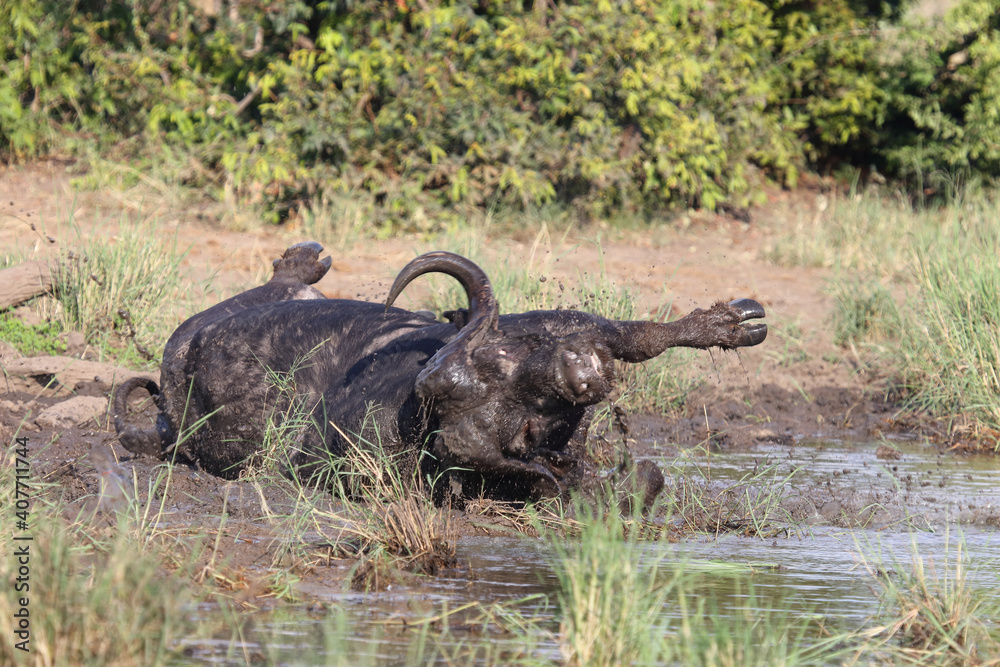 Obraz premium Kaffernbüffel / Buffalo / Syncerus caffer
