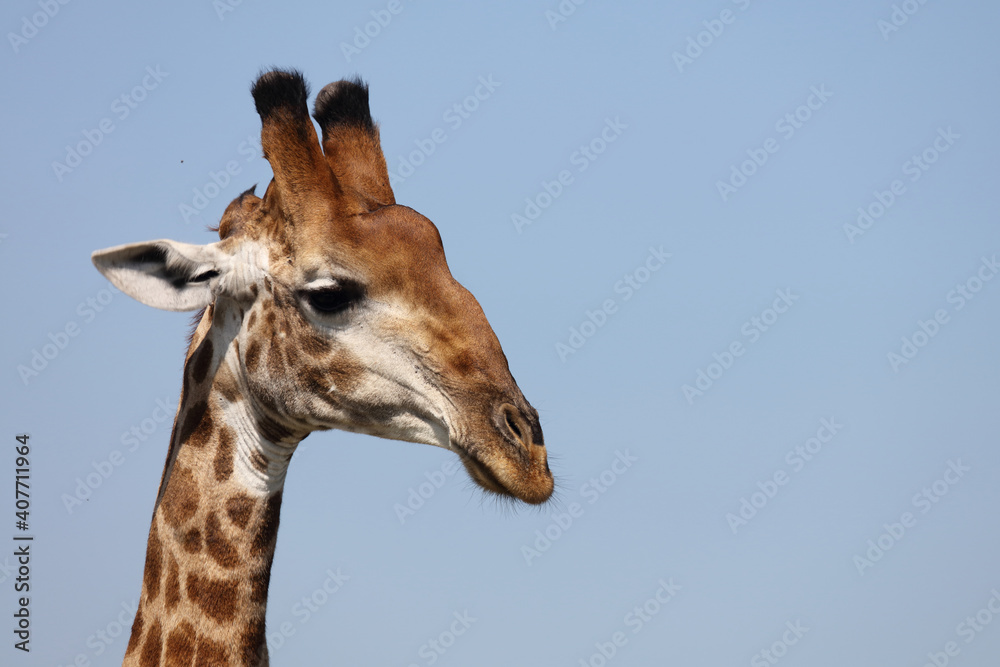 Fototapeta premium Giraffe / Giraffe / Giraffa Camelopardalis
