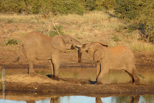 Afrikanischer Elefant / African elephant / Loxodonta africana.