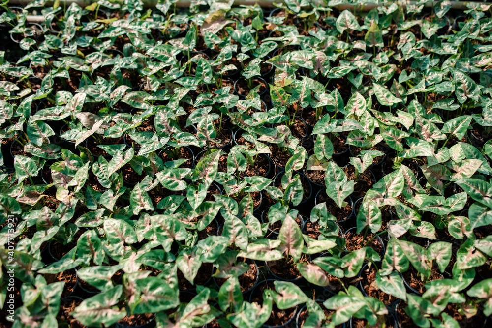 Various colored leaves in Thailand Various colored leaves in Thailand