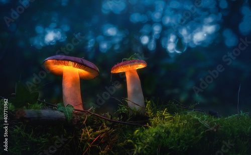 Mushroom in Forrest 