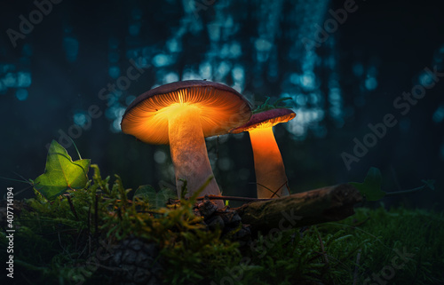 Mushroom in Forrest 