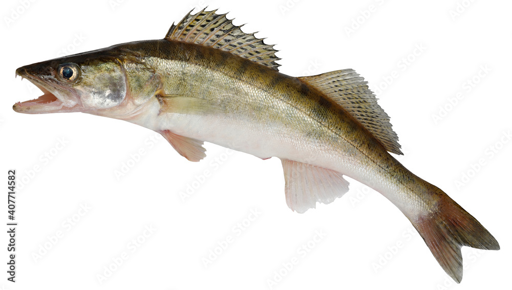 Zander fish isolated. Pike perch river fish on white background foto de  Stock | Adobe Stock