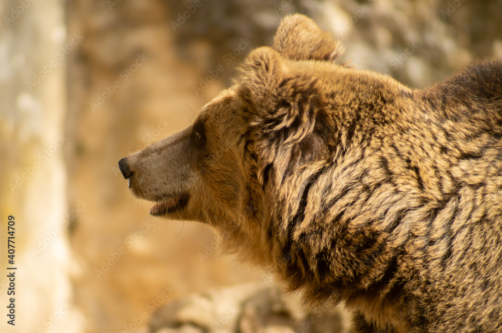 Brown bear.Ursus arctos