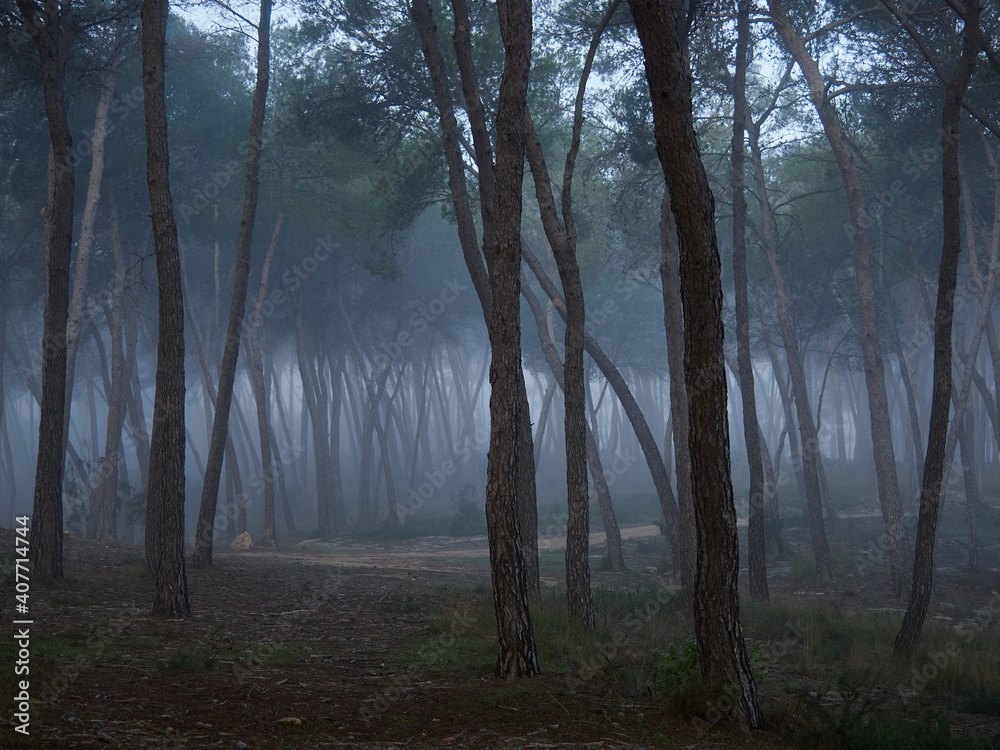 Fog in the forest, pine forest near the village of Bellus, Spain Fog in the forest, pine forest near the village of Bellus, Spain