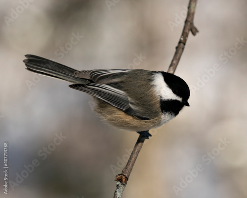 Chickadee Stock Photos. Close-up profile view on a tree branch with a blur background in its environment and habitat, displaying grey feather plumage wings and tail, black cap head. Image. Picture. 