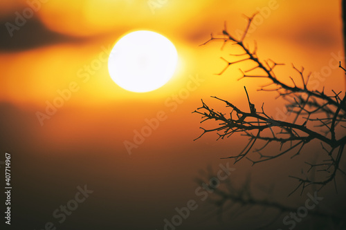 Fototapeta Naklejka Na Ścianę i Meble -  Sunset Branches