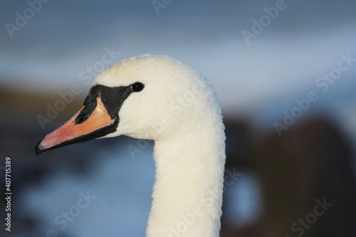 head of a white swan on a blue background