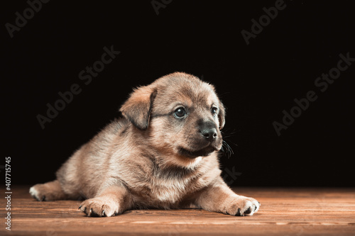 Cute puppy on a wooden table. Studio photo on a black background. Horizontally framed shot.