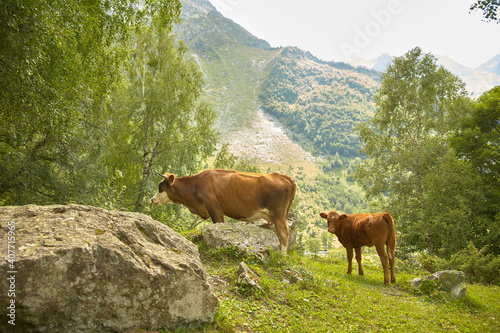 brown cow and calf on the background of green mountains and rocky slopes in Arkhyz