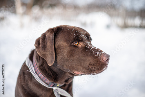 Close up on brown labrador retriever outside in winter snow