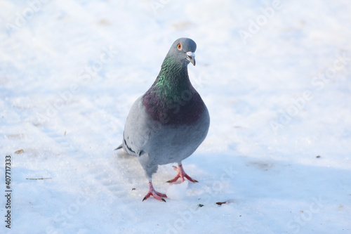 Gray pigeon walking on snow