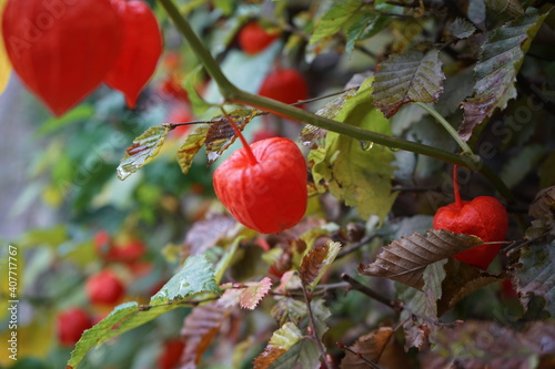 Die Lampionblume (Physalis alkekengi) ist eine Pflanzenart aus der Gattung der Blasenkirschen (Physalis) in der Familie der Nachtschattengewächse (Solanaceae). photo