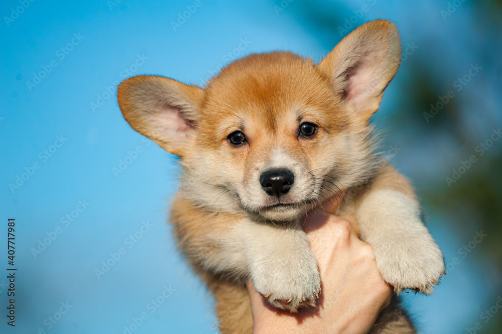 Cute corgi puppy in human's hands
