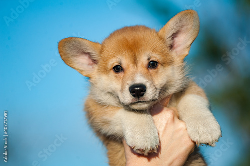 Obraz na płótnie Cute corgi puppy in human's hands w salonie