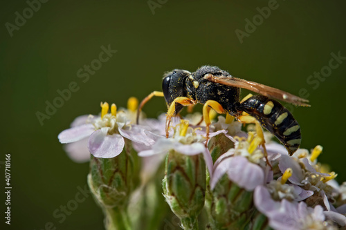 Grabwespe ( Lestica alata ). photo