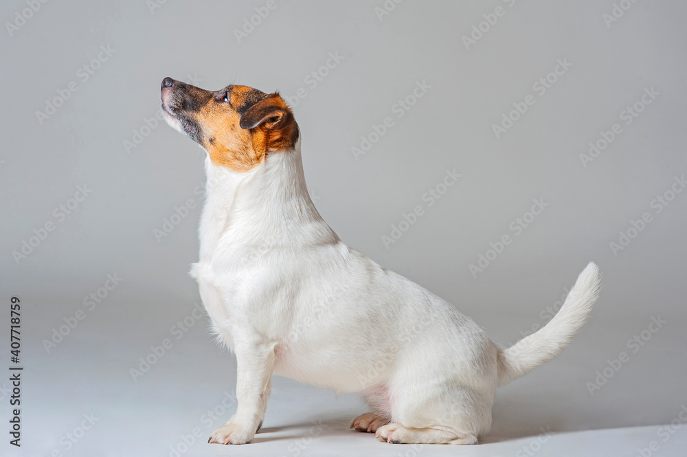 Fototapeta premium Jack Russell Terrier sitting. Obedient dog sitting in studio