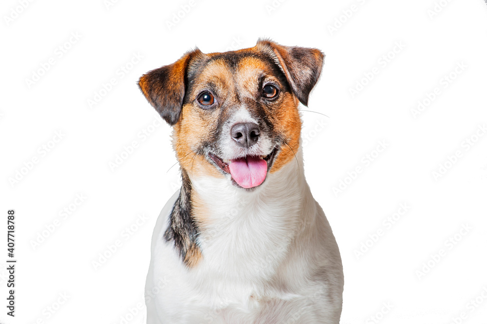 Jack Russell Terrier portrait, dog is looking at camera and smiling. Happy dog