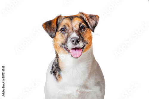 Jack Russell Terrier portrait, dog is looking at camera and smiling. Happy dog