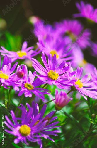 Fototapeta Naklejka Na Ścianę i Meble -  Purple Aster flowers close up in garden nature background