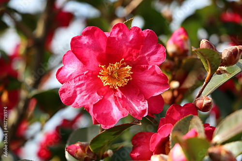Camellia flowers of Jeju Island, Korea, Red camellia, 동백꽃, 제주도 동백꽃