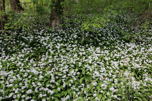 Ail des ours en fleur 