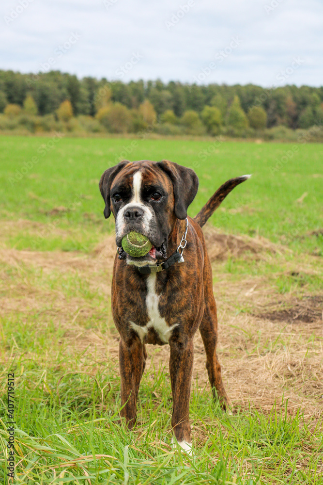 Boxer dog with a ball