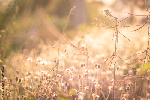 Soft focus Romantic nature wild grass flower. Summer meadow wild flower blooming with sunflare