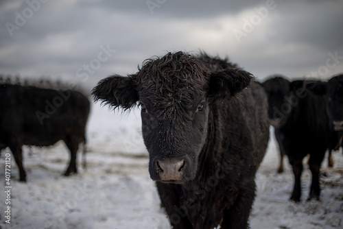 Young Black angus calf standing outside in winter pasture in quebec canada photo