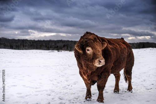 Beautiful big red limousin red angus bull standing outside in winter pasture with dark blue clouds and mountain forest
