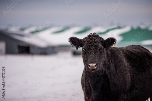 Young Black angus calf standing outside in winter pasture in quebec canada photo