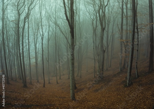 Bukowy las we mgle jesienią