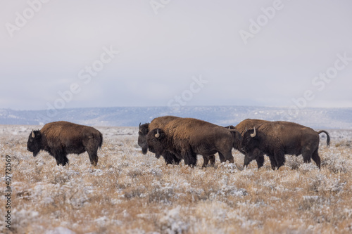 Herd of Bison in Winter in Northern Arizona