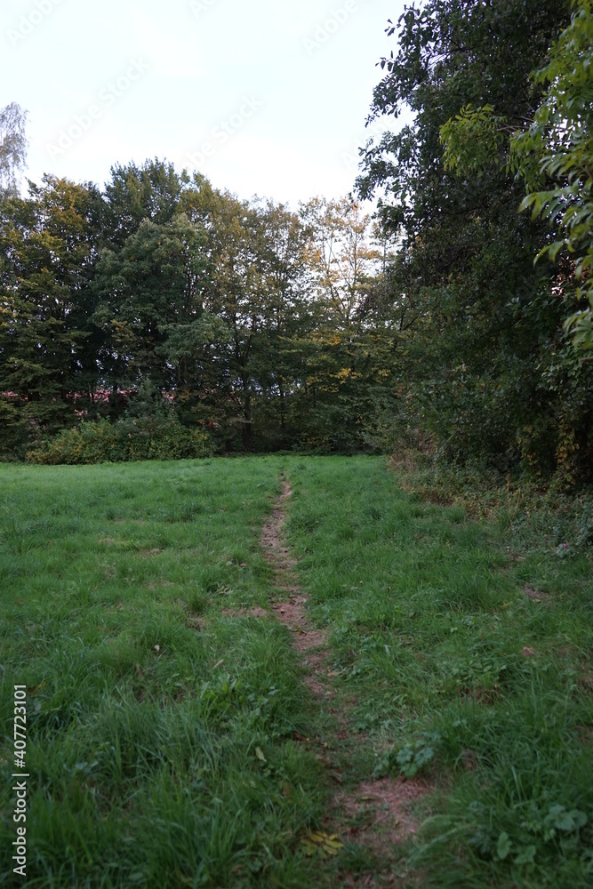 a park landscape with lush meadows a park landscape with lush meadows