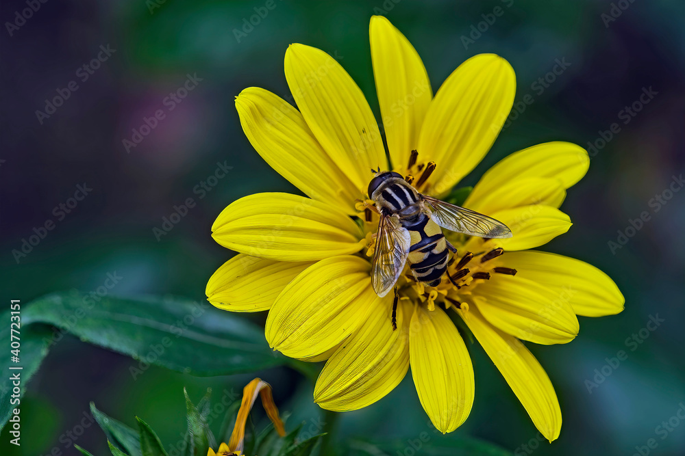 Obraz premium Große Sumpfschwebfliege ( Helophilus trivittatus ).