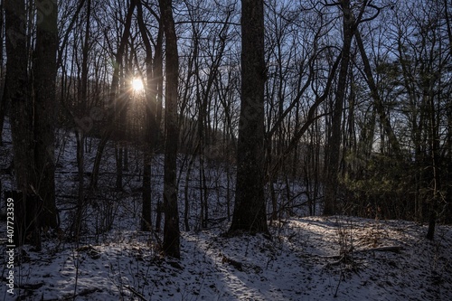 Sunset in the Snowy Woods