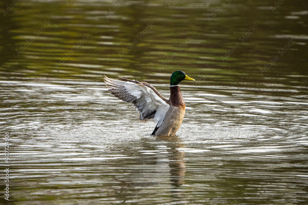 duck in the water duck in the water