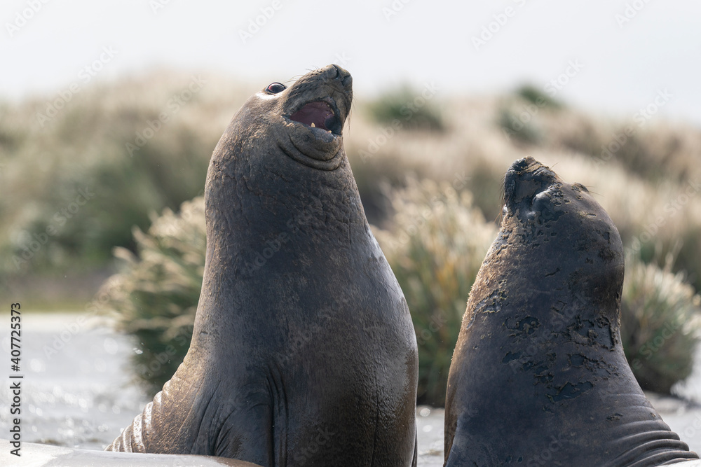 Naklejka premium Elephant seals