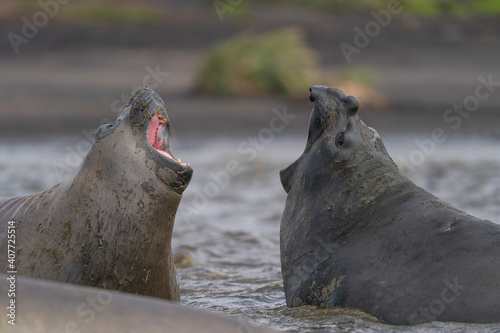 Elephant seals
